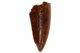 Bargain, Raptor Tooth - Real Dinosaur Tooth #115959-1